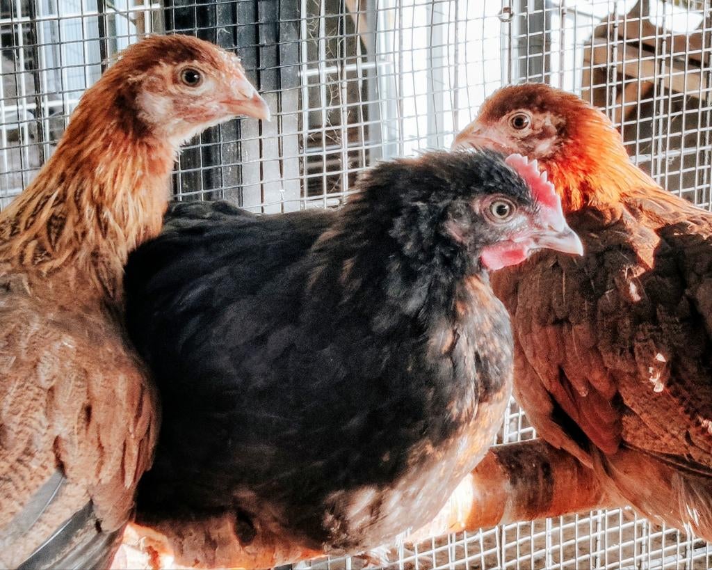 Kleurenleggers kuikens – groene & blauwe eieren, Dieren en Toebehoren, Pluimvee, Vrouwelijk, Kip