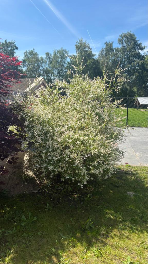Salix integra 'Hakuro-nishiki' - Japanse wilg van 2 meter, Overige soorten, Lente, 100 tot 250 cm, Ophalen