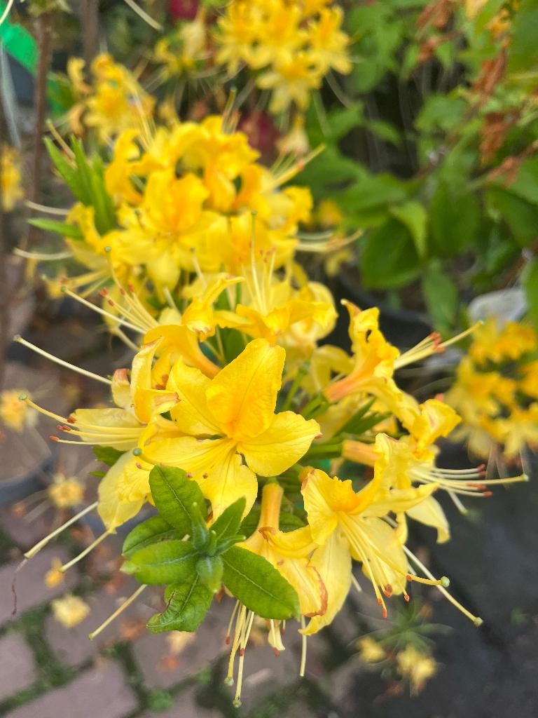 Bomen en Struiken, Rhododendron luteum,  BOSAZALEA € 13,95, Halfschaduw, Overige soorten, Lente, 100 tot 250 cm