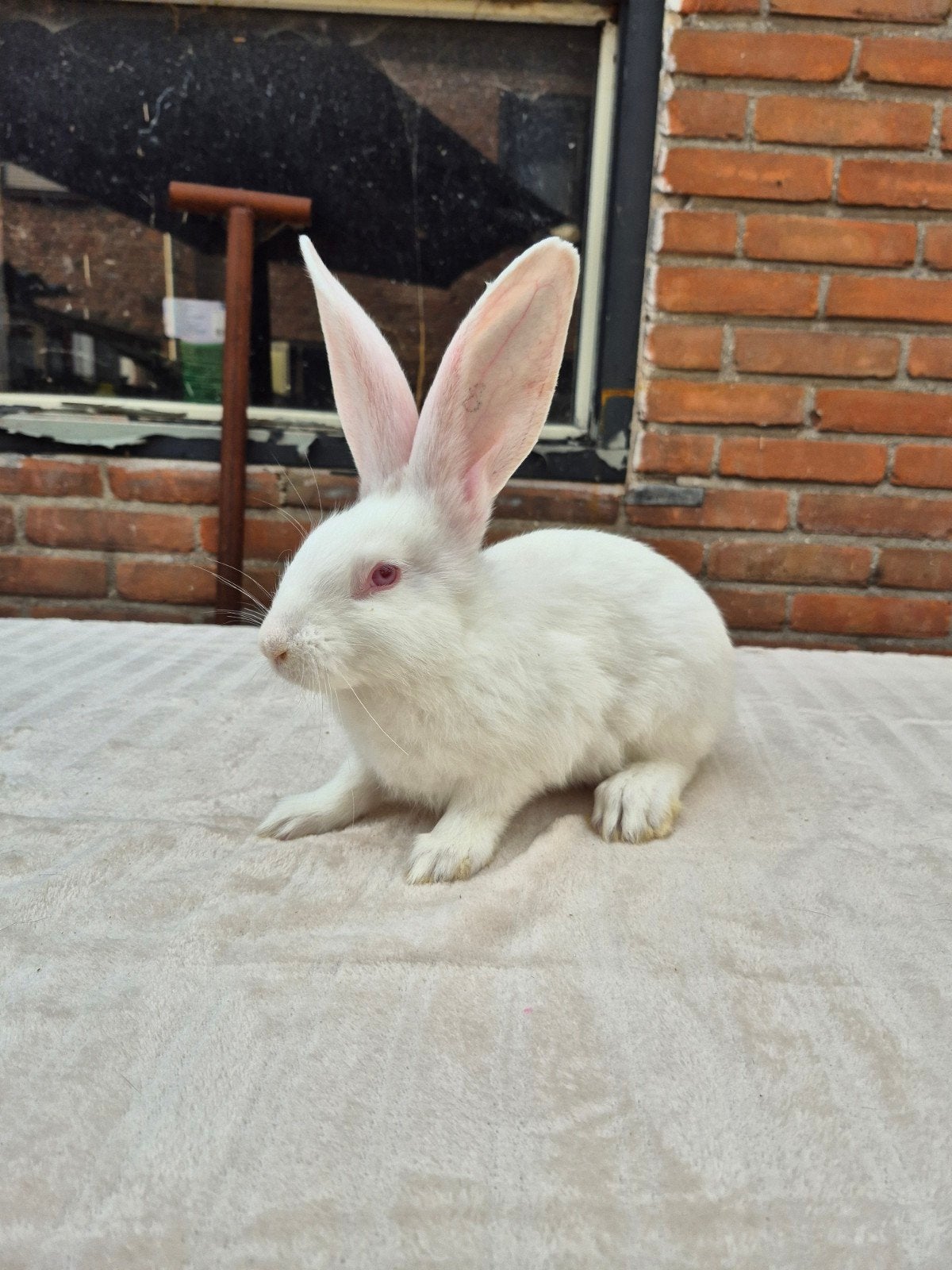 lieve albino voedster 9 weken oud, Dieren en Toebehoren, Konijnen, Vrouwelijk, Groot