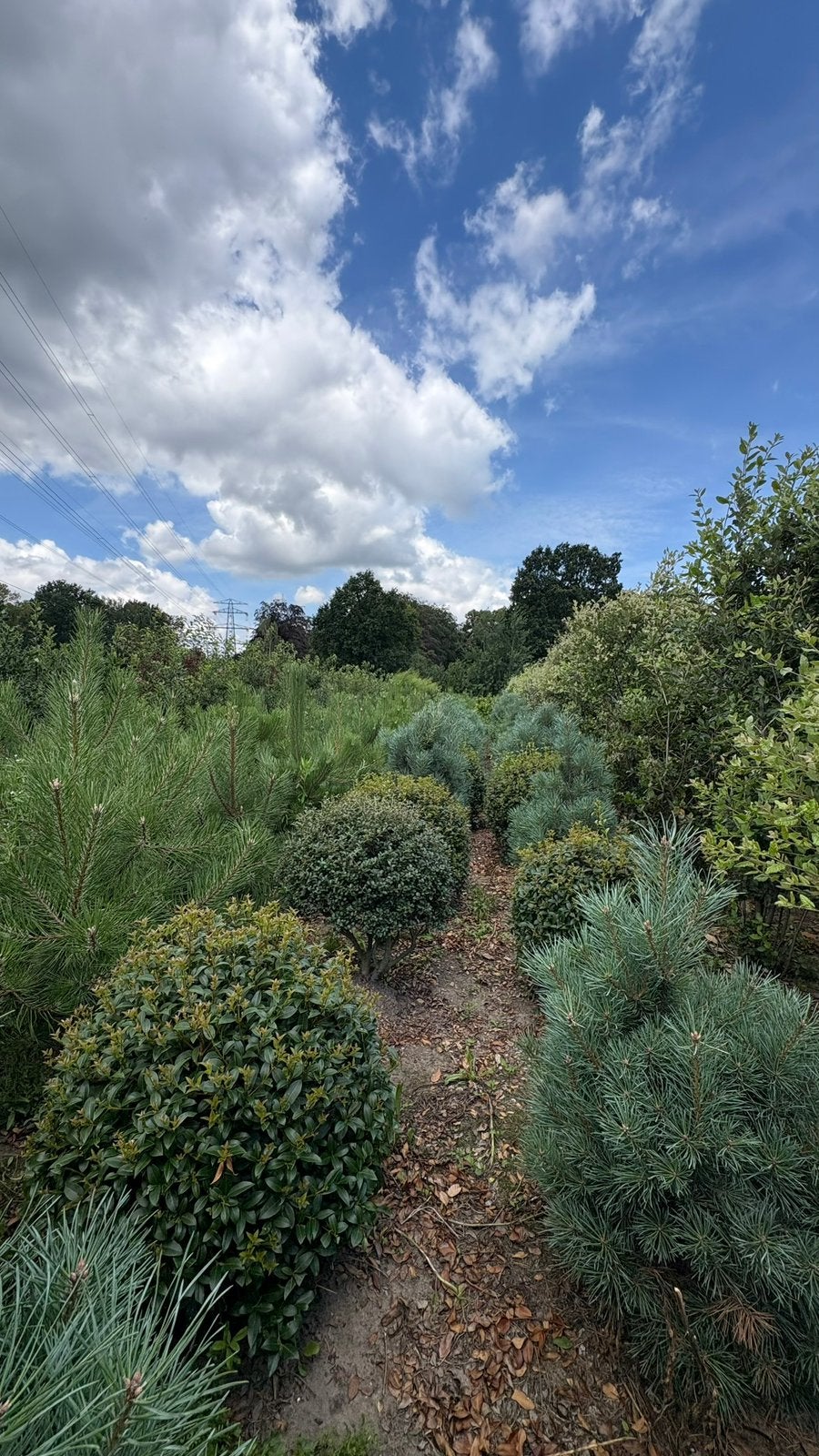 Osmanthus burkwoodii ‘schijnhulst’ bolvormen, Tuin en Terras, Planten | Struiken en Hagen, Ophalen of Verzenden, Overige soorten
