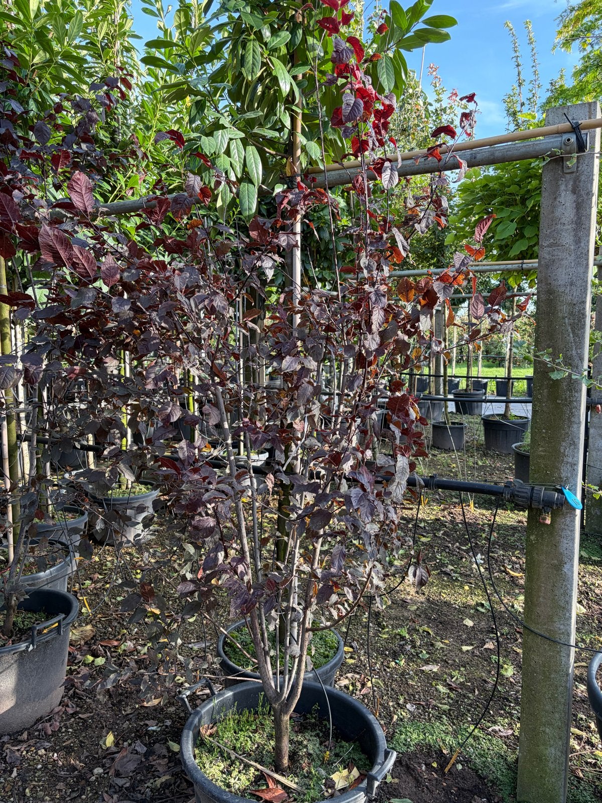 Prunus nigra struik 2/2.5 m hoogte (meerdere op voorraad!), Ophalen of Verzenden, Overige soorten, Struik, 100 tot 250 cm
