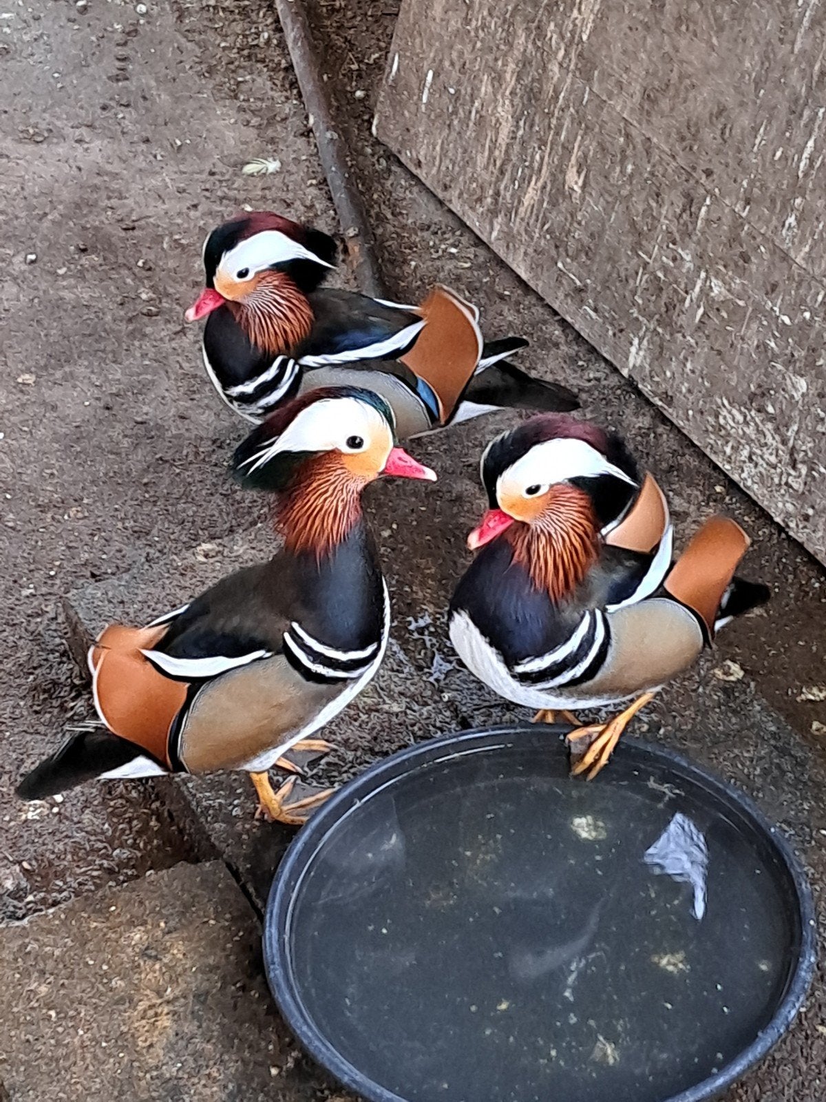 Mandarijneenden te koop, Dieren en Toebehoren, Meerdere dieren, Eend