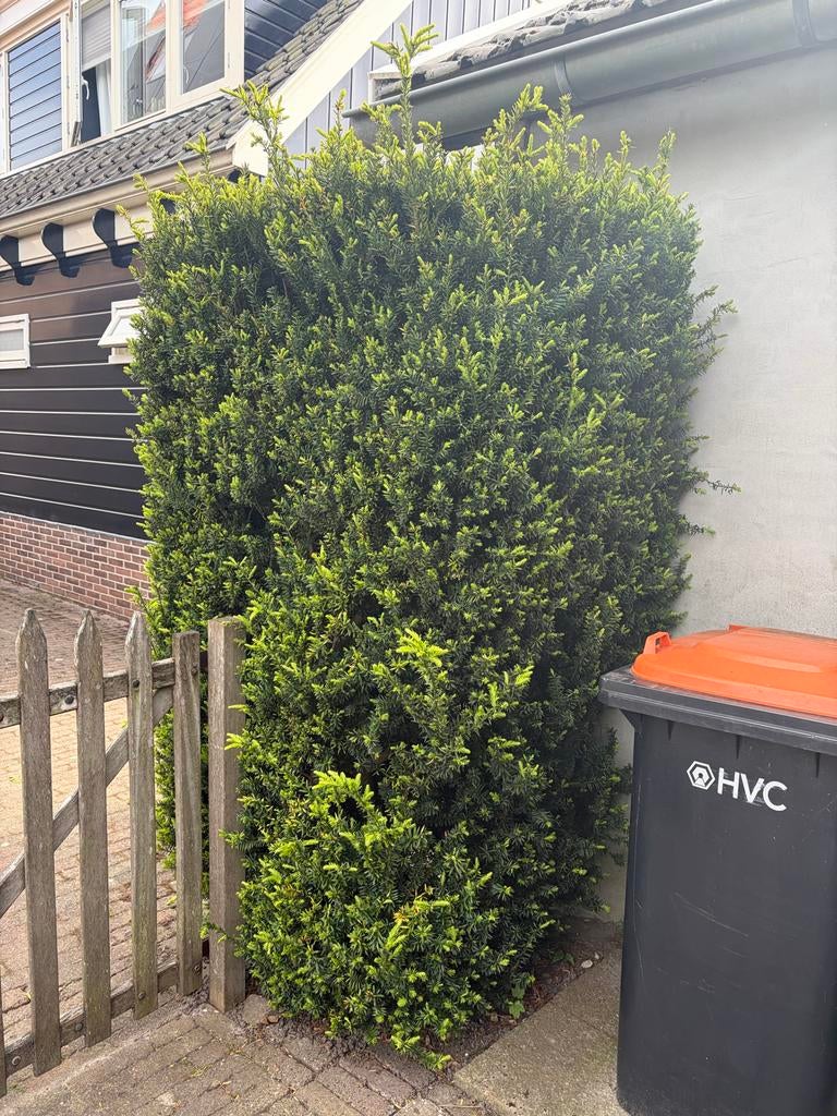Gratis taxus, Ophalen, Taxus, Struik, 100 tot 250 cm