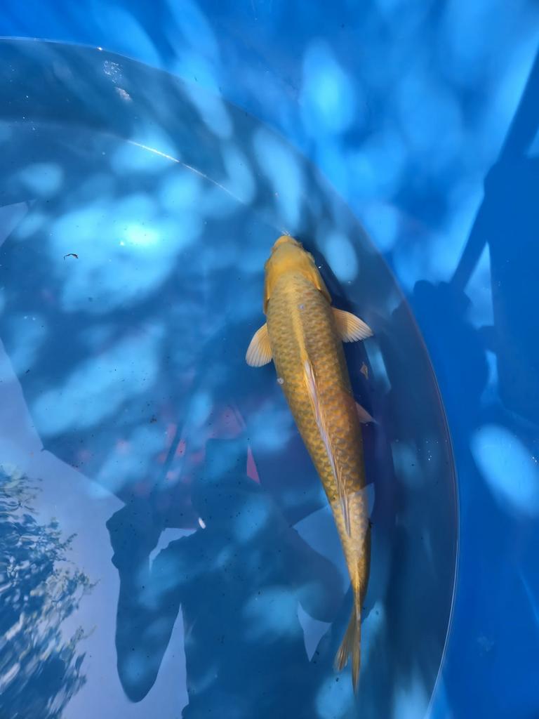 Yamabuki koi, Dieren en Toebehoren, Karper of Koi