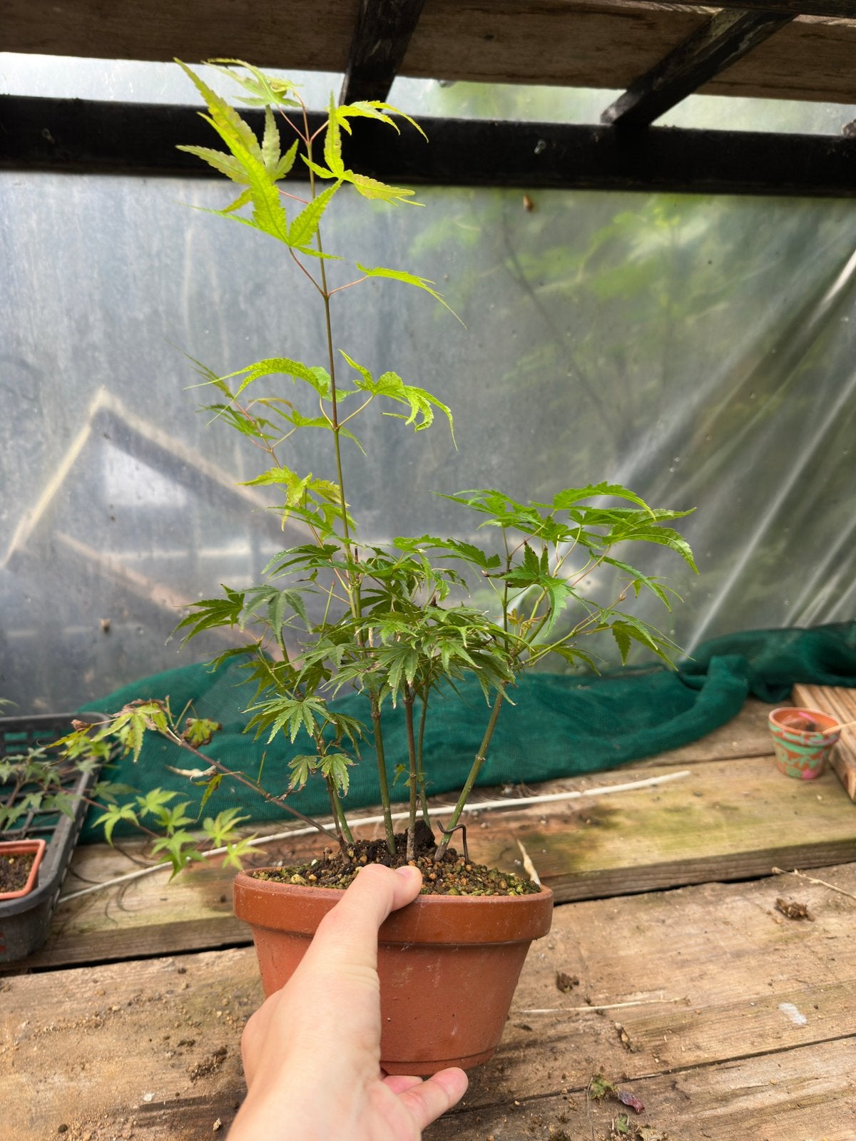 Acer palmatum arakawa bosje. Bonsai, Ophalen, Bloeit niet, Halfschaduw, Overige soorten