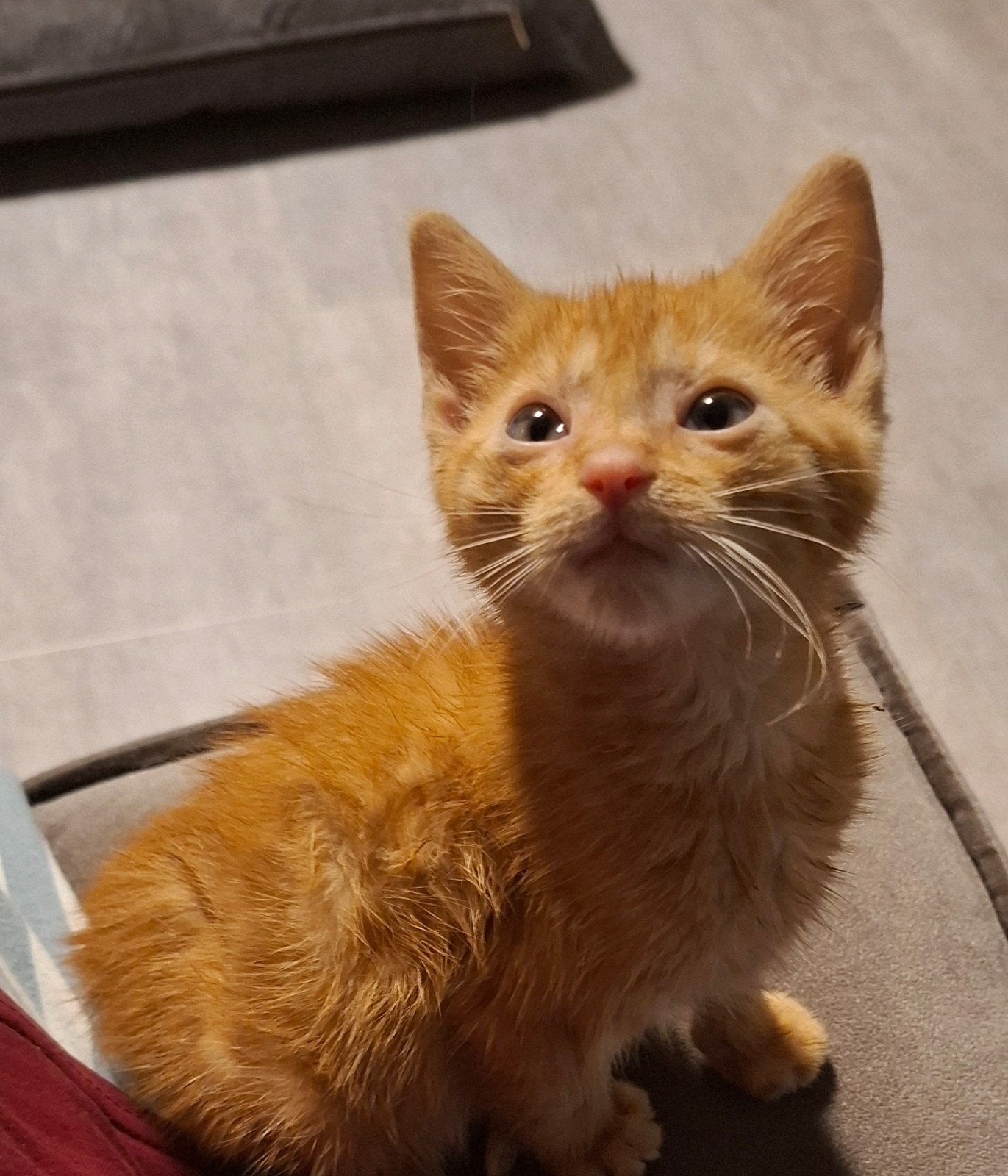 Poes te koop, Meerdere dieren