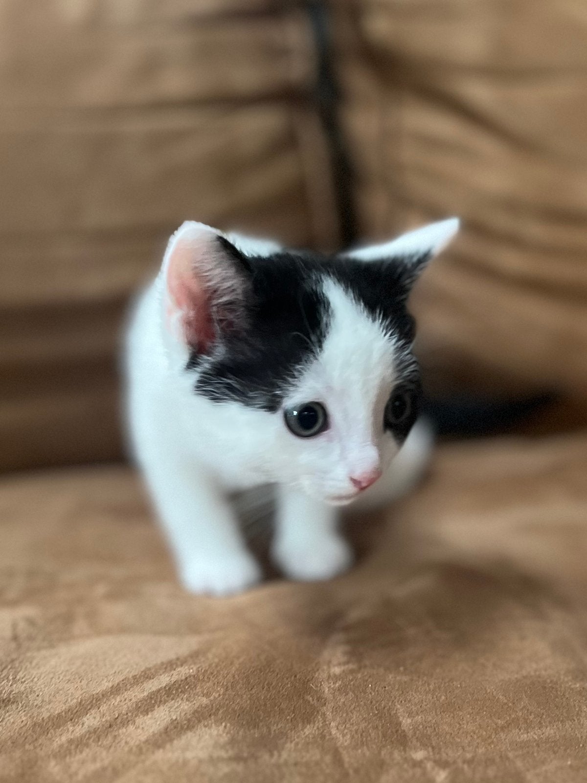 Lieve, sociale kittens (van 22 juni), Meerdere dieren