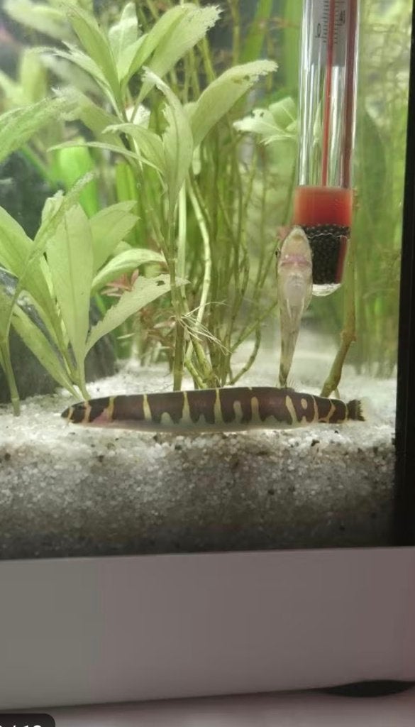 EHEIM 54L aquarium, Ophalen, Inclusief vissen, Eheim, Gevuld zoetwateraquarium
