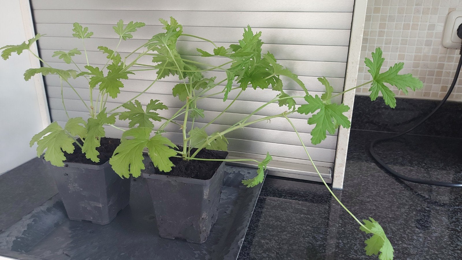 Stekjes Citroen Geranium voor binnen/buiten €1 per stuk, Ophalen, Halfschaduw, Minder dan 100 cm