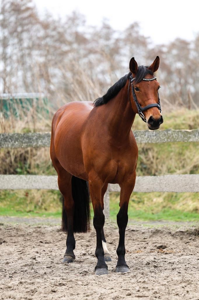 Springpaardmerrie van Jardonnay VDL, Dieren en Toebehoren, Merrie, Springpaard, 3 tot 6 jaar, Met stamboom