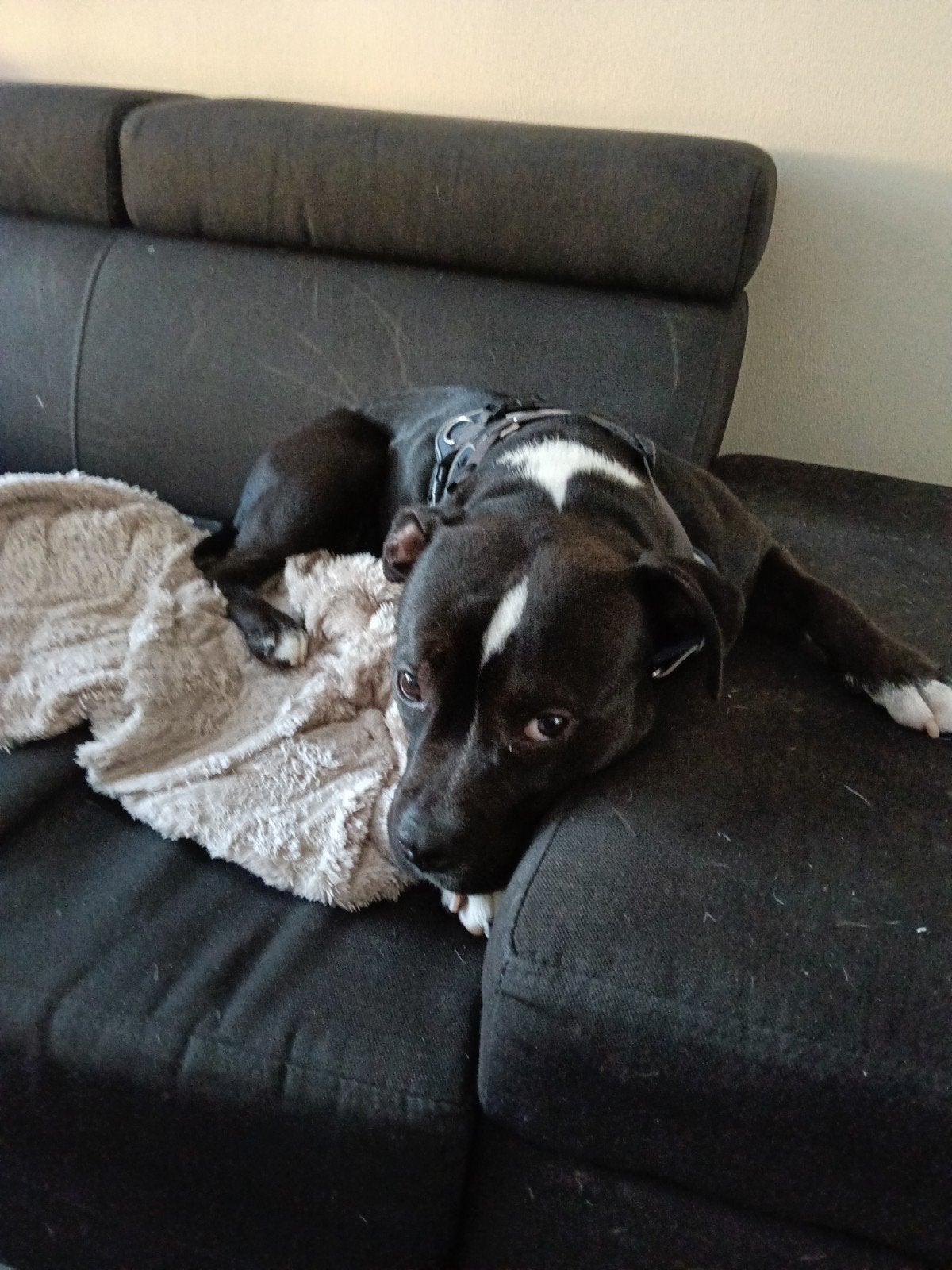 American stafford, Dieren en Toebehoren, Honden | Jack Russells en Terriërs, 1 tot 2 jaar, Teef, Parvo, Eén hond