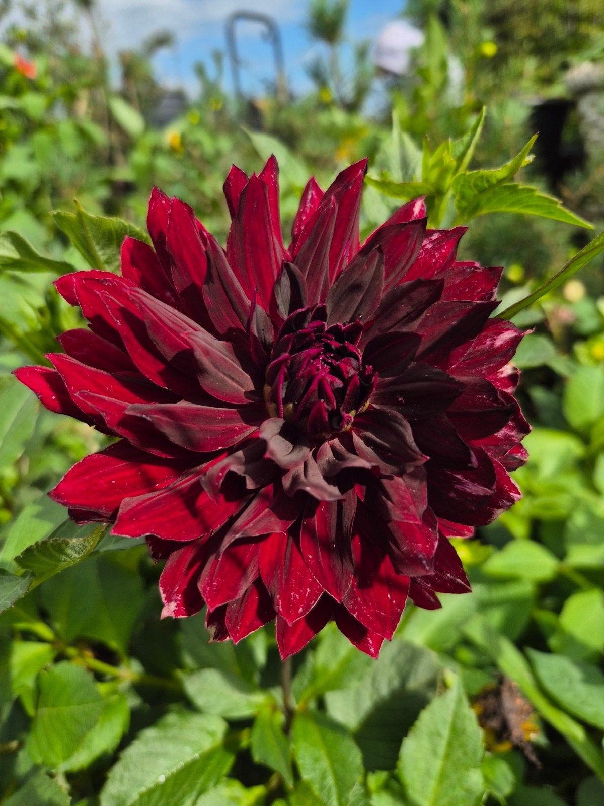 Dahlia's in 3 liter pot - Dikke vette bloemen, Tuin en Terras, Overige soorten, Volle zon, Vaste plant, Ophalen of Verzenden