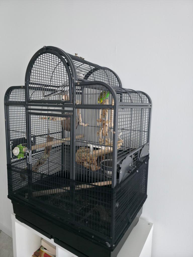 Gras en Valkparkiet met grote kooi, Dieren en Toebehoren, Ophalen of Verzenden, Zo goed als nieuw, Metaal, Vogelkooi