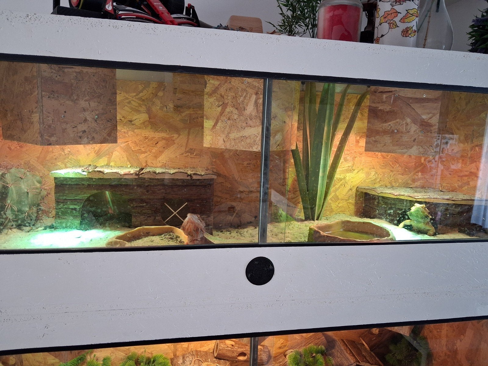 Hele baardagaam hobby te koop ( GOED LEZEN ) Bearded Dragon photo 7