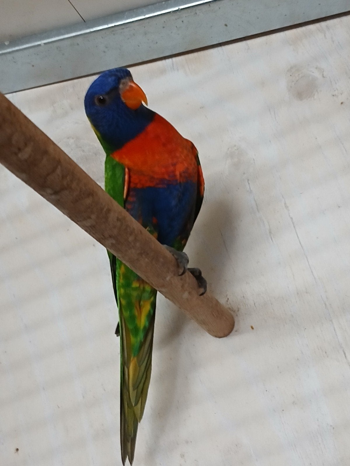 Lori van de blauwebergen.Popje, Dieren en Toebehoren, Vrouwelijk, Papegaai, Tam