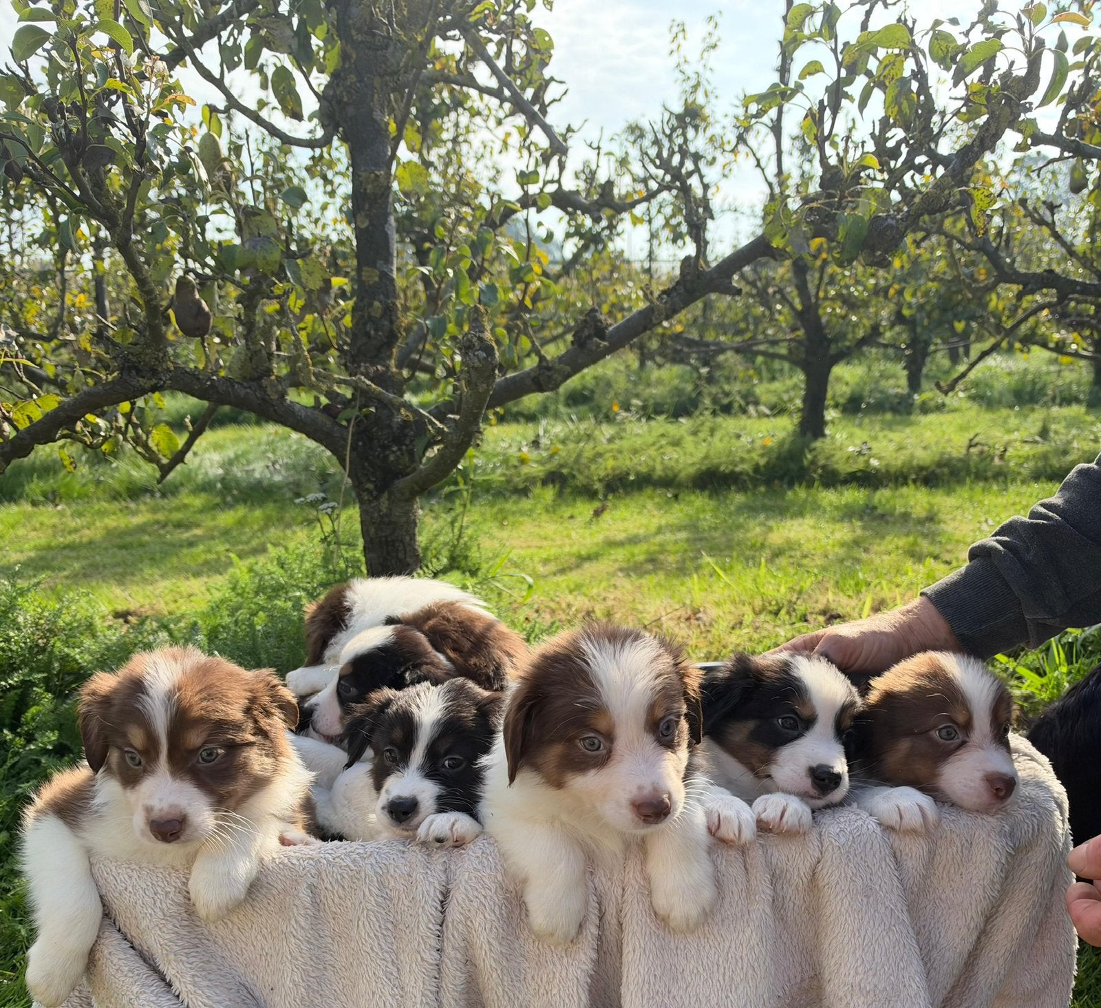 Border collie, Dieren en Toebehoren, Collie, Meerdere, Meerdere dieren, Nederland