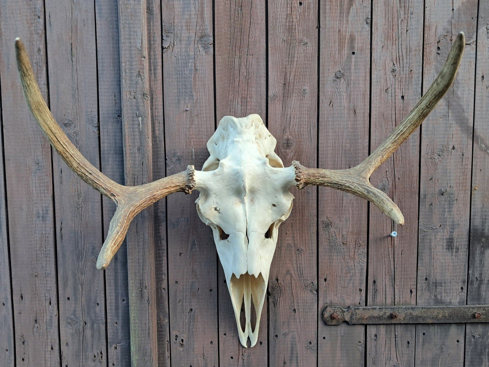 Eland schedel met gewei. Scandinavië/Zweden, Ophalen of Verzenden, Zo goed als nieuw, Wild dier, Schedel