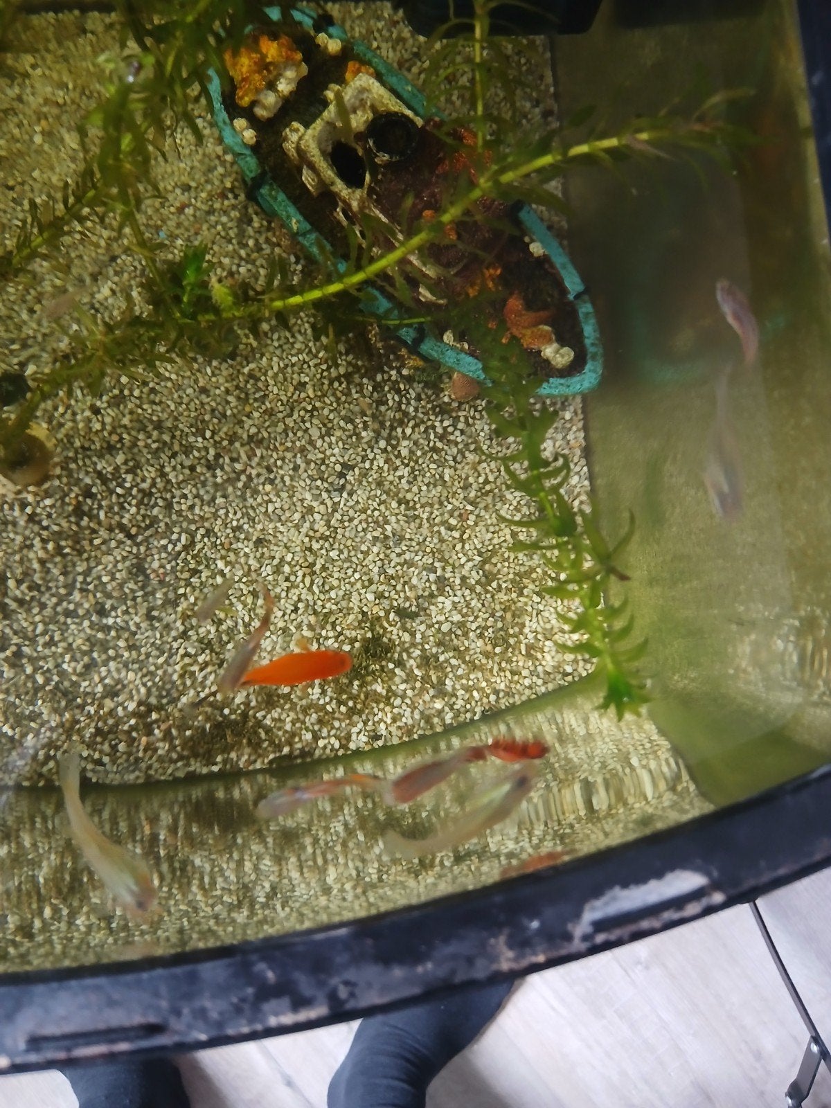 Guppies