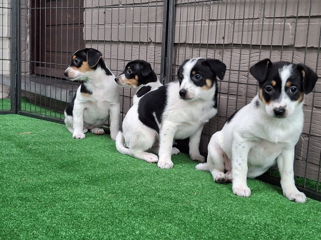 boerenfox puppies, Overige rassen, 8 tot 15 weken, Meerdere, Meerdere dieren