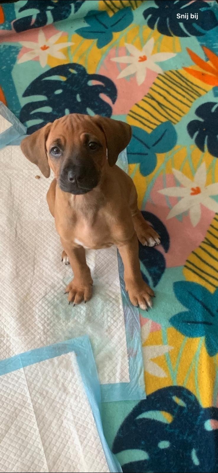 Rhodesian ridgeback pups, Dieren en Toebehoren, Parvo, Overige rassen, 8 tot 15 weken, Meerdere