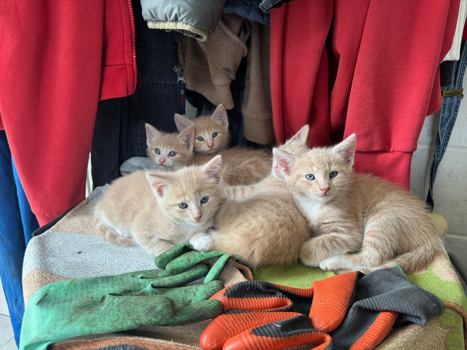 Katjes te koop - 6 prachtige kittens zoeken een huisje, Dieren en Toebehoren, Katten en Kittens | Overige Katten, Meerdere dieren