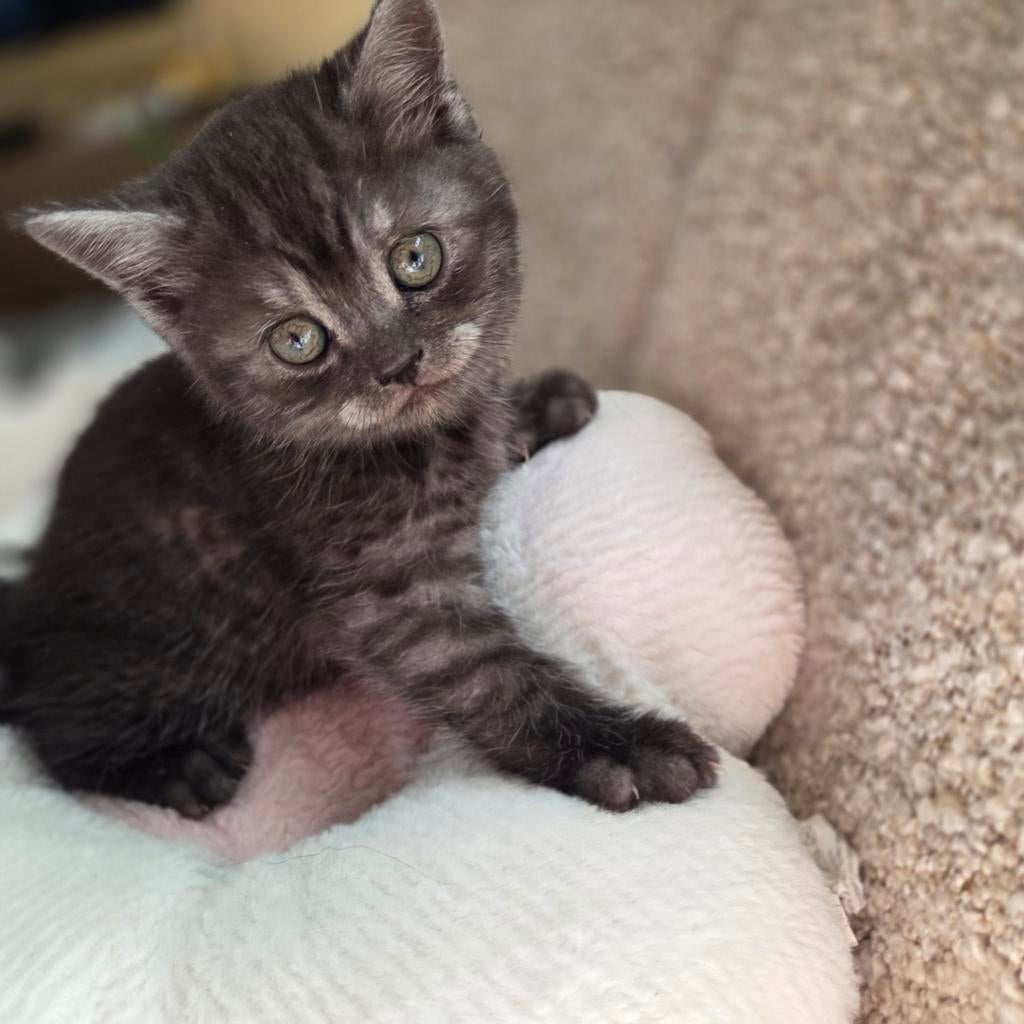 Britskorthaar kittens, Dieren en Toebehoren, Katten en Kittens | Raskatten | Korthaar, Meerdere dieren, Ontwormd