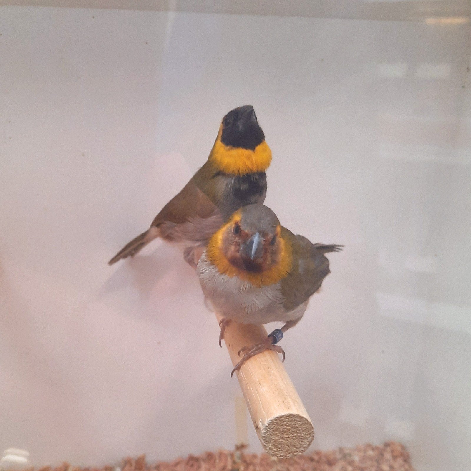 cubavinken, Meerdere dieren, Geringd