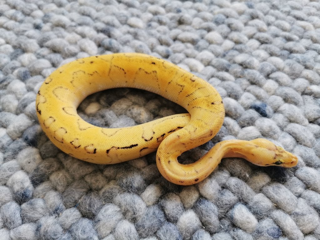0.1 Champagne Super Enchi Pastel Koningspython Ball Python photo 4
