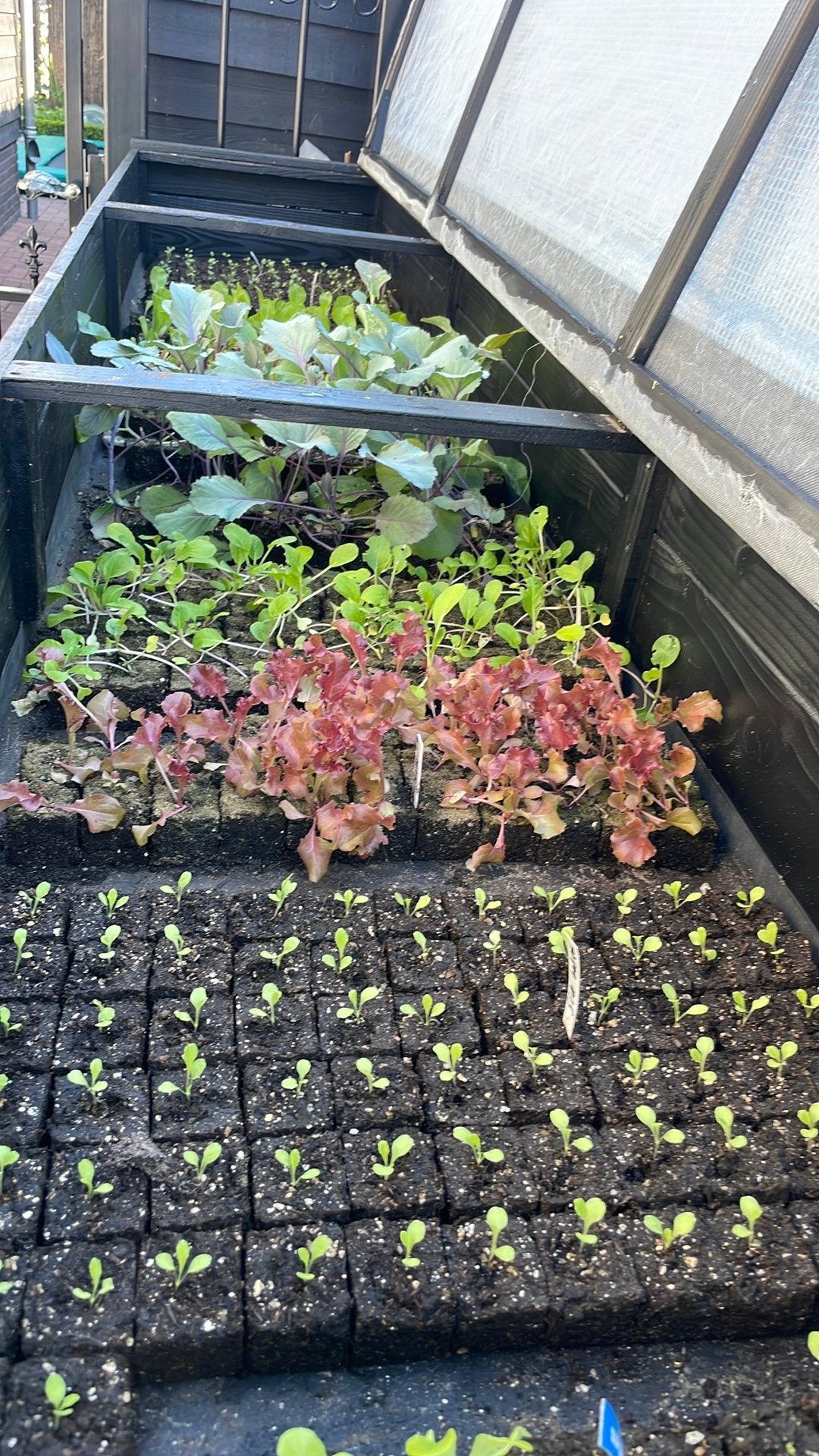 Sla Andijvie  rode bietjes moestuinplantjes, Tuin en Terras, Planten | Tuinplanten, Ophalen, Volle zon, Groenteplanten, Eenjarig