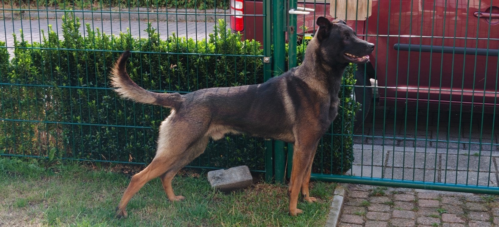 Mechelse herder, Reu, Parvo, Eén hond, 3 tot 5 jaar