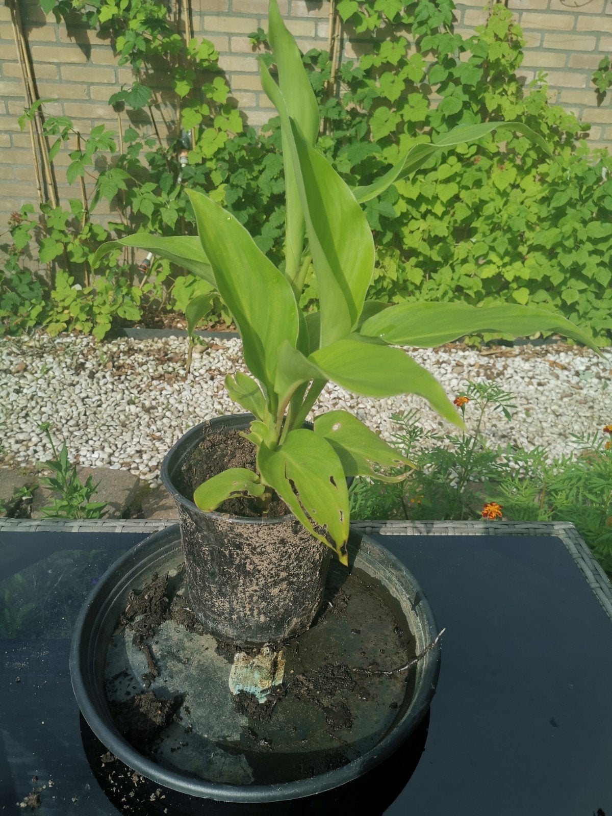 Canna planten - Tropische schoonheid voor uw tuin, Volle zon, Vaste plant, Zomer, Ophalen