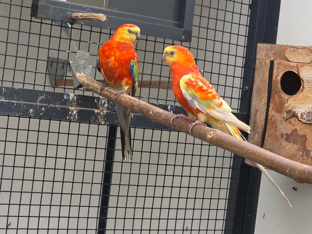 Te koop aangeboden 2 roodrugparkieten, Meerdere dieren, Parkiet