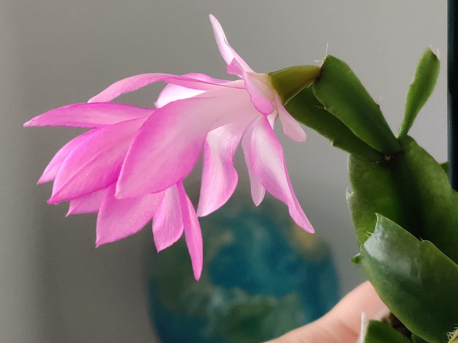Schlumbergera buckleyi 'Sonja' stek ongeworteld, Verzenden, Halfschaduw, Minder dan 100 cm