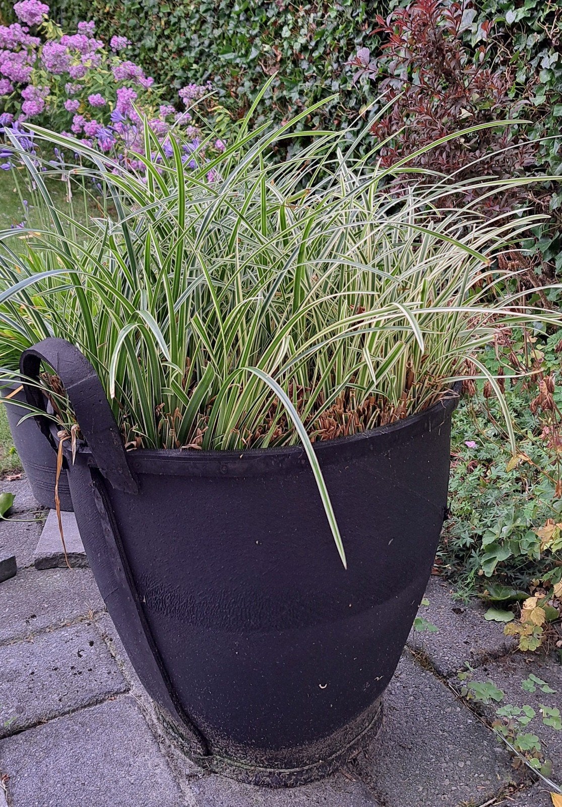 Grote pol Japanse zegge (Carex) - 80cm hoog, 75cm Ø, Ophalen of Verzenden