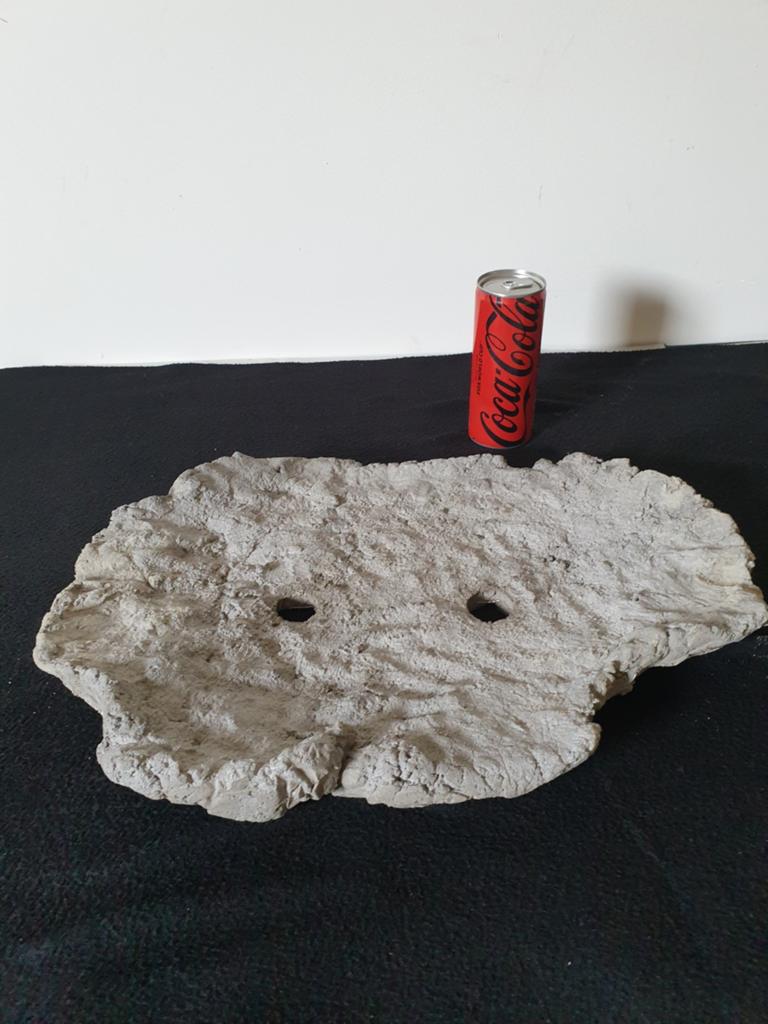 Bonsai slab schaal van beton, Volle zon, Bloeit niet, Minder dan 100 cm, Overige soorten