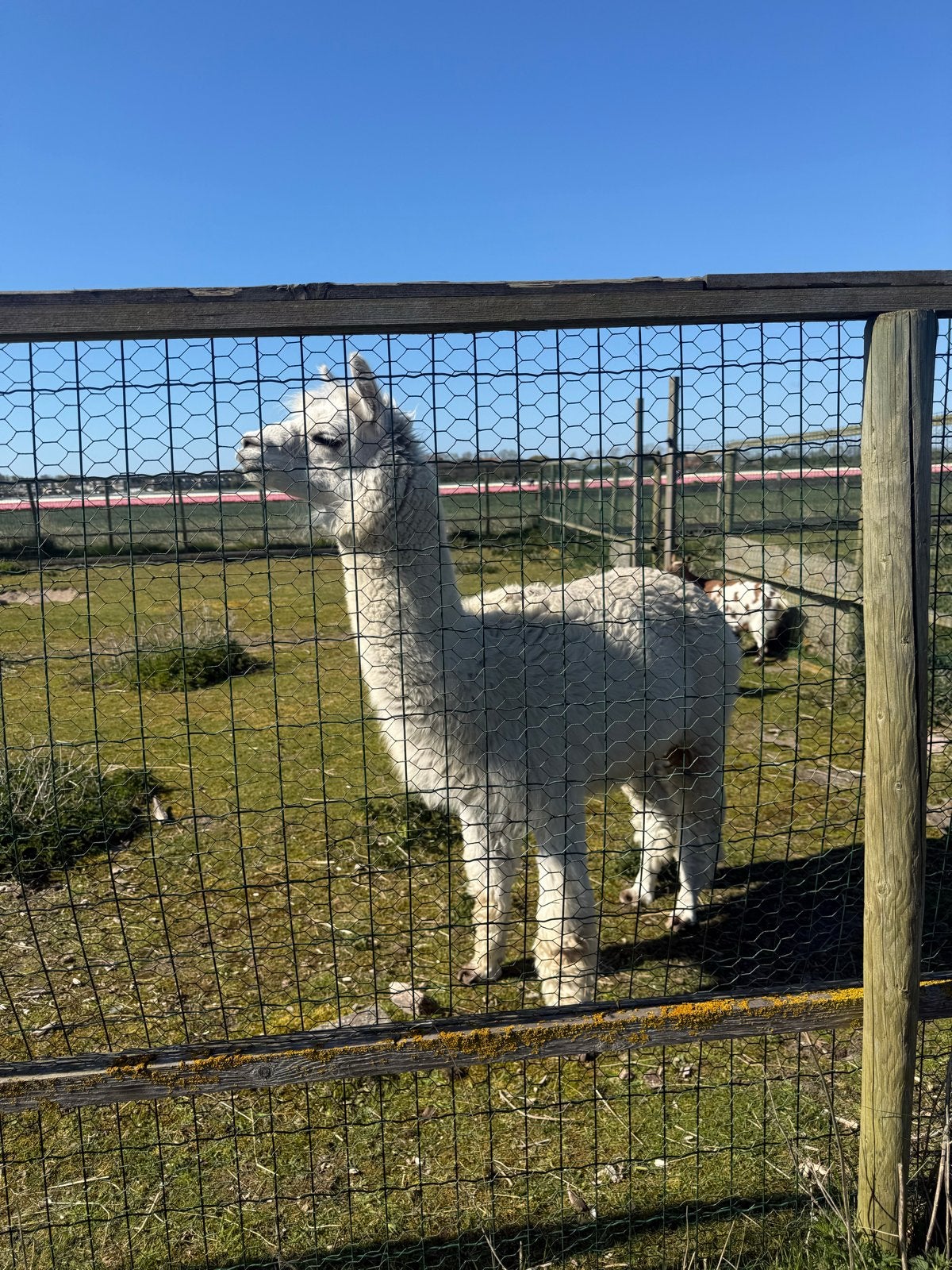 Alpaca te koop, Dieren en Toebehoren, Overige Dieren, Mei, Mannelijk