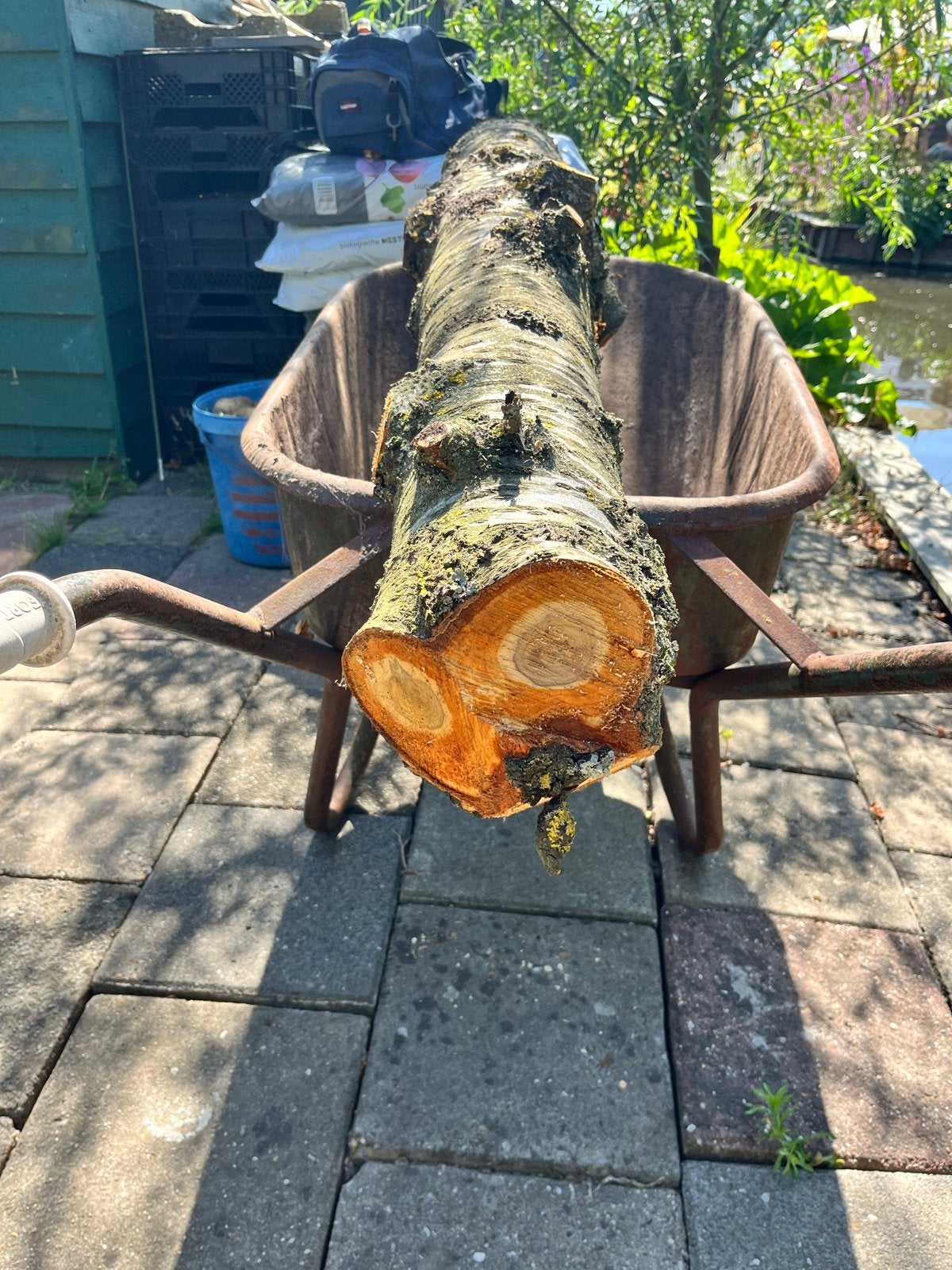 Grote kersenhouten stam, 1 meter - 2 meter, Hout, Europa, Ophalen