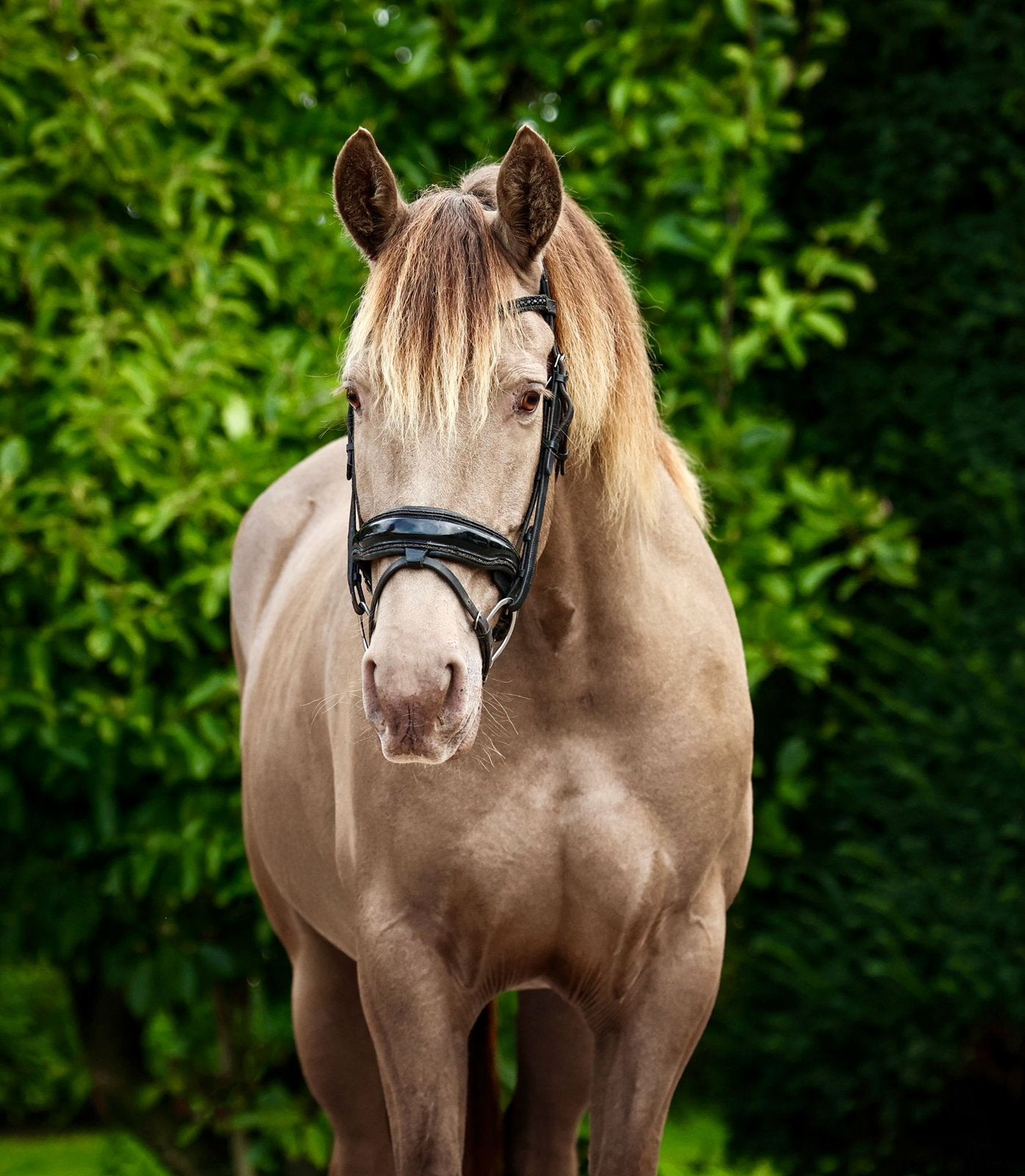 Doutzen, Dieren en Toebehoren, Paarden, Merrie, Met stamboom, Dressuurpaard, 3 tot 6 jaar