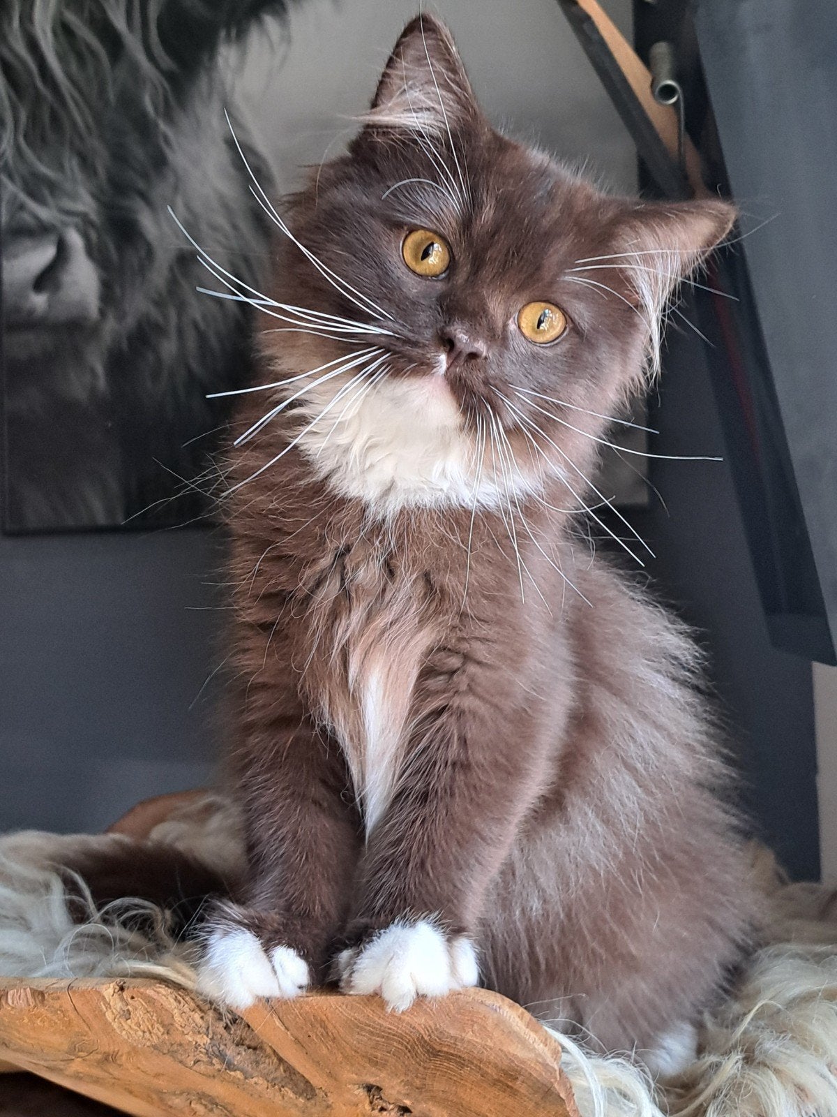 ⭐⭐Fluffy Ragdoll kittens in Chocolate met stamboom !!, Meerdere dieren, Met stamboom, 0 tot 2 jaar