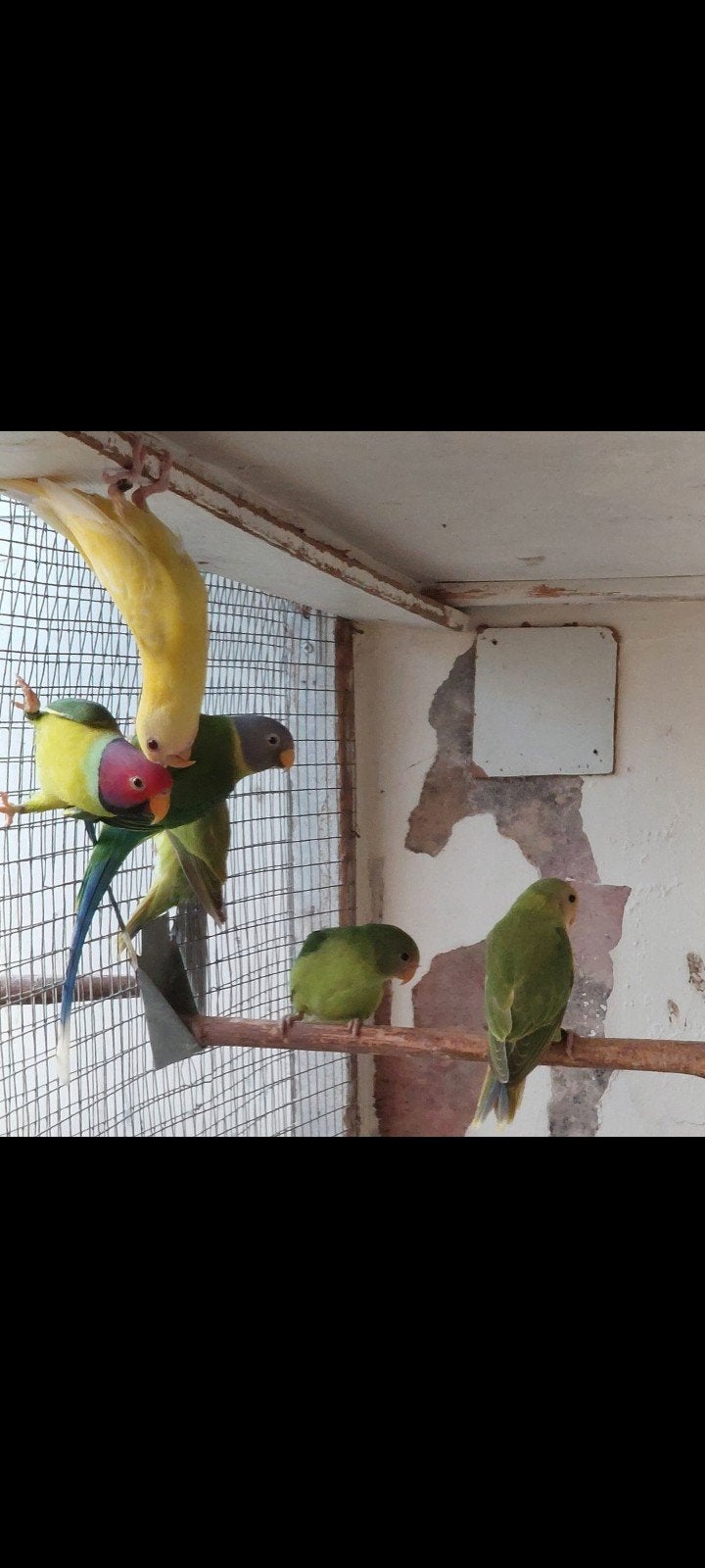 Kweekkoppel pruimkop, Dieren en Toebehoren, Meerdere dieren, Parkiet