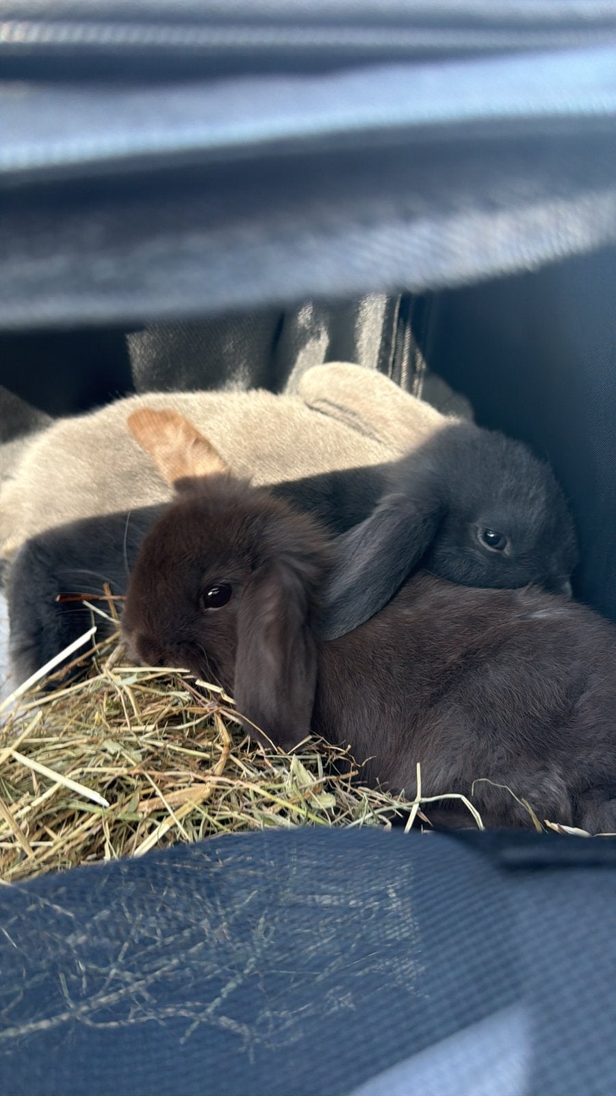 Raszuivere Nederlandse Hangoordwerg Koppel, Dieren en Toebehoren, Konijnen, Klein, Meerdere dieren, 0 tot 2 jaar, Hangoor