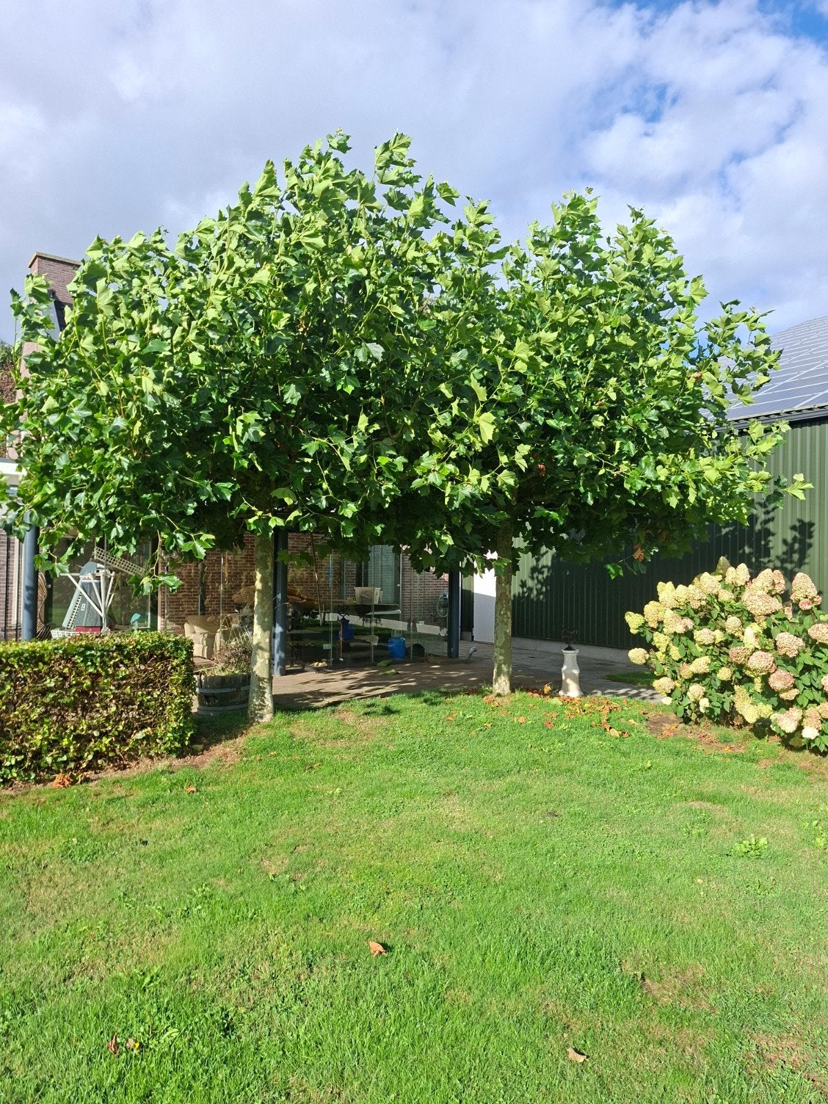 Mooie dakplatanen met stamdiameter van 25 cm, Tuin en Terras, Bloeit niet, Ophalen of Verzenden, Dakboom, 250 tot 400 cm