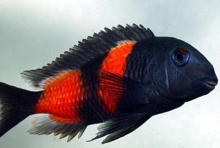 wildvang groep tropheus bulu piont, Dieren en Toebehoren, Vis