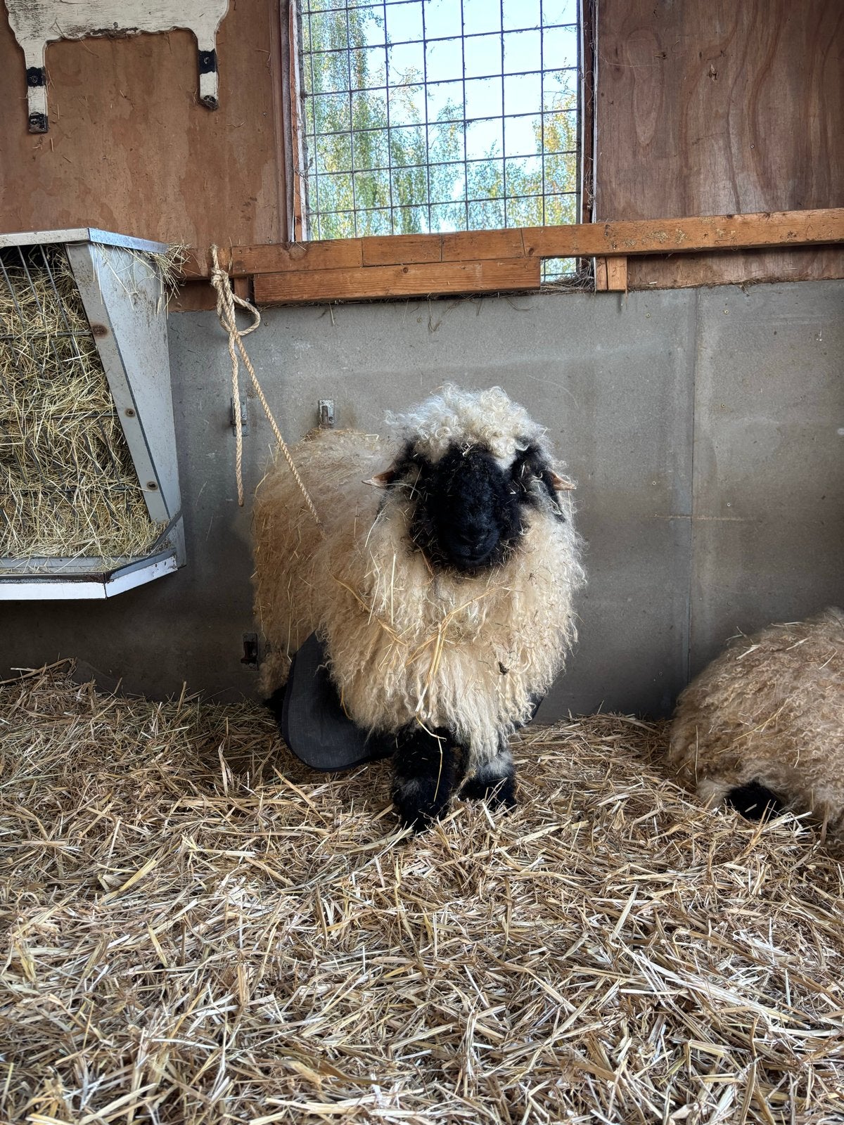 Walliser schwarznase ramlam, Mannelijk, Schaap