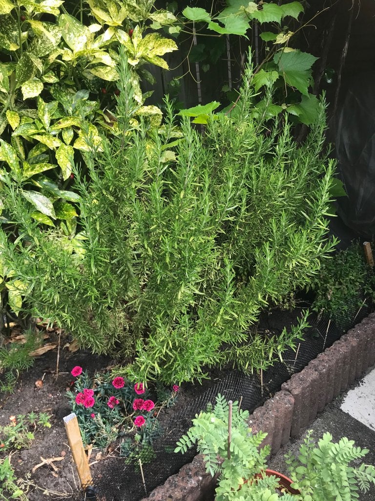 Rozemarijn plukken gratis, Tuin en Terras, Planten | Tuinplanten, Ophalen, Overige soorten, Volle zon