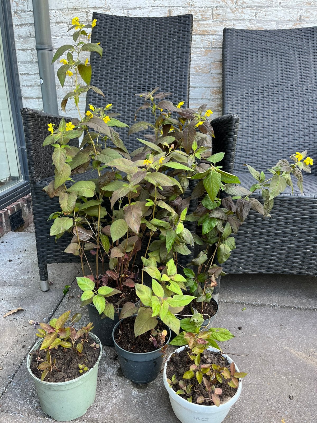 ==MOOI== Grote vaste plant 145 cm gele bloemen 6 potten, Overige soorten, Vaste plant, Ophalen of Verzenden, Halfschaduw
