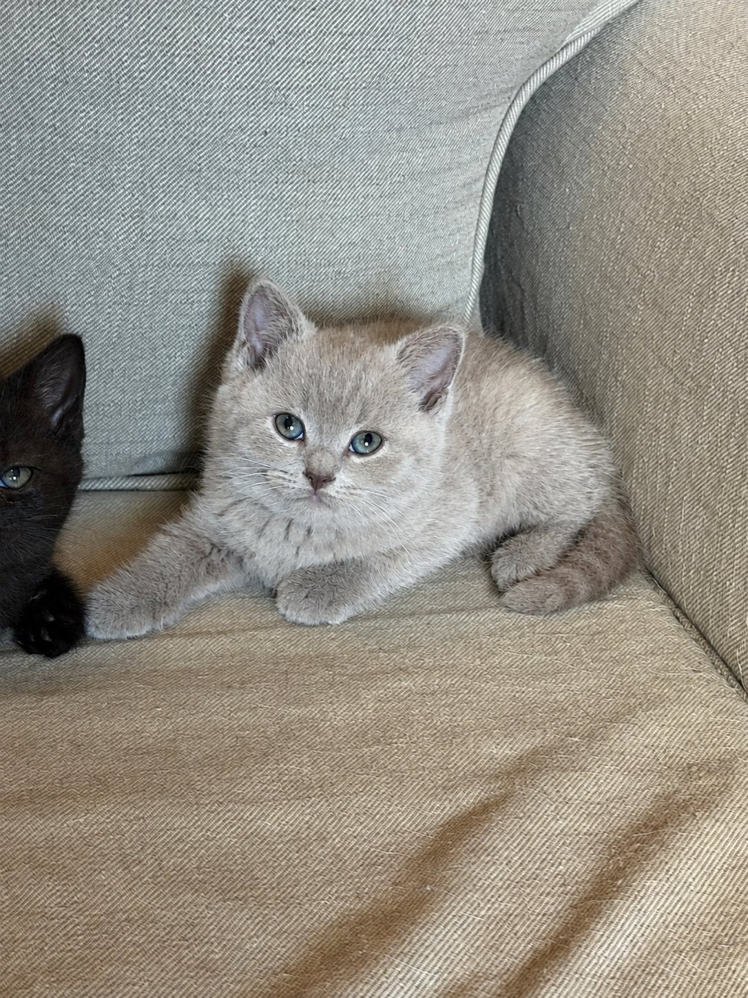 Britse korthaar kittens