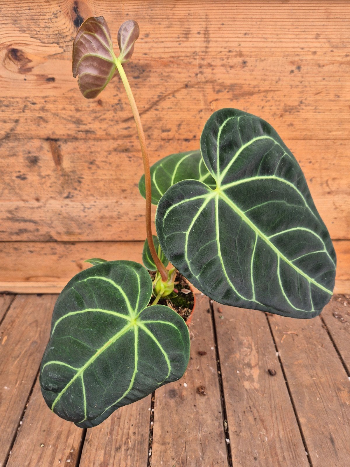 Anthurium Regale p12 (4), Huis en Inrichting, Ophalen of Verzenden, Halfschaduw, Minder dan 100 cm