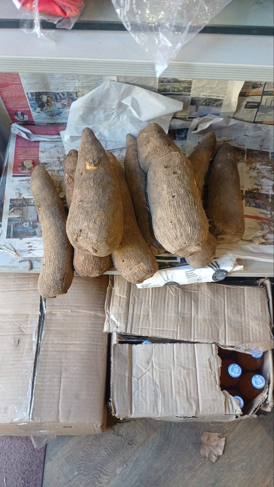 Fresh Yam, Tuin en Terras, Ophalen of Verzenden, Minder dan 100 cm, Overige soorten, Zomer